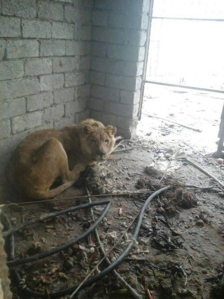  Tragic pictures of Mosul's zoo creatures have emerged online. The emaciated lioness pictured here is reported to have later died