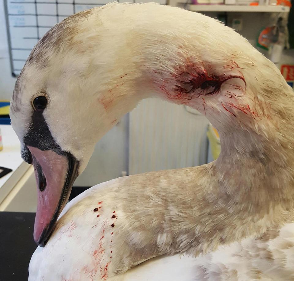  Two of the birds had to be put to sleep by vets while 10 suffered 'life changing injuries'