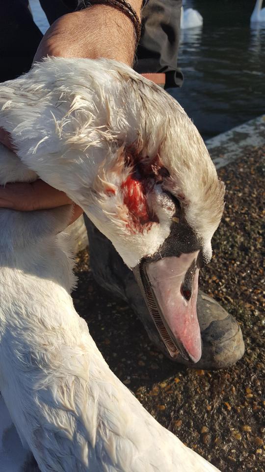  Twelve of the Queen's swans have been shot in the head sparking a major police hunt for the attacker