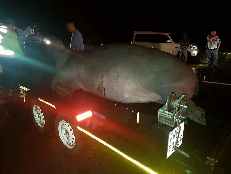  The hippo is taken away on a flatbed truck