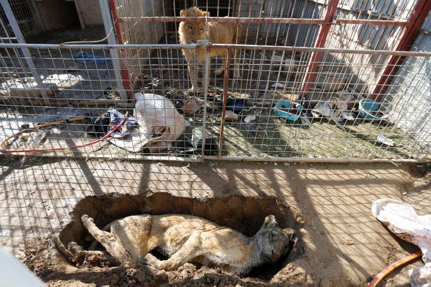  A heartbreaking image of a lion looking at the starving carcass of a lioness which died recently after surviving bulk of fighting