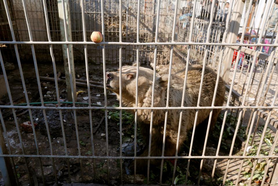  Residents are said to be now working to clean up the park where the bear and lion are living