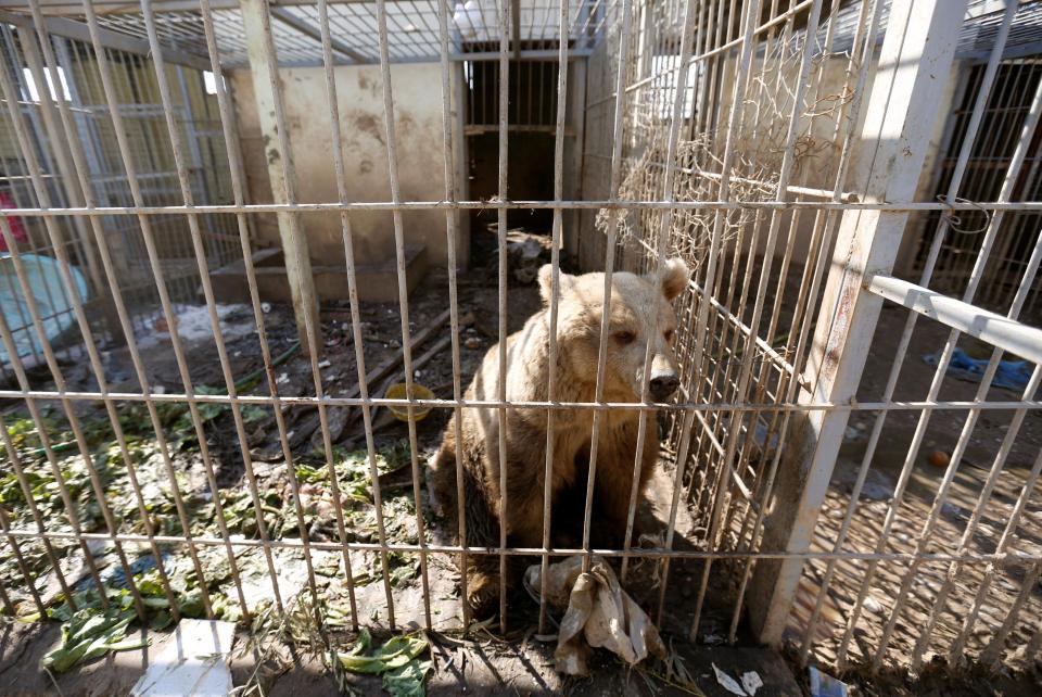  Mosul Zoo was once home to dozens of exotic creatures including monkeys - but this sad bear is one of just two that survived