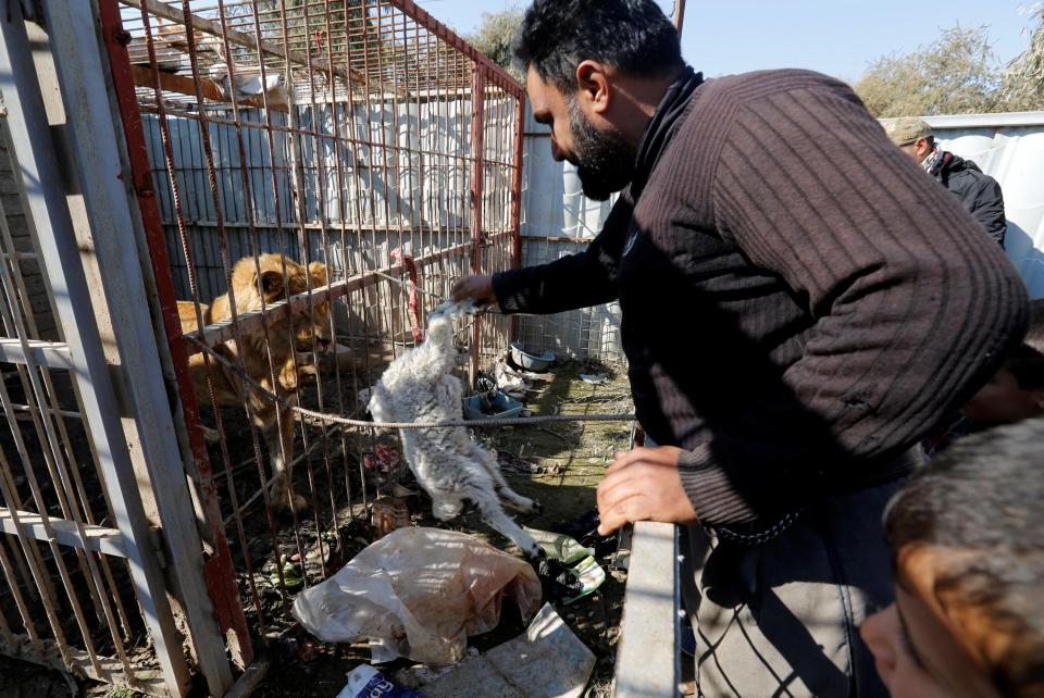  A helper feeds the only one of four lions which made it through the fierce battle to recapture the city