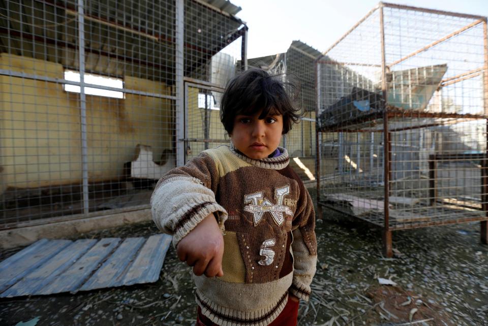  It is reported that this child was scratched by one of monkeys which escaped during the chaotic period as Iraqi troops tried to displace ISIS