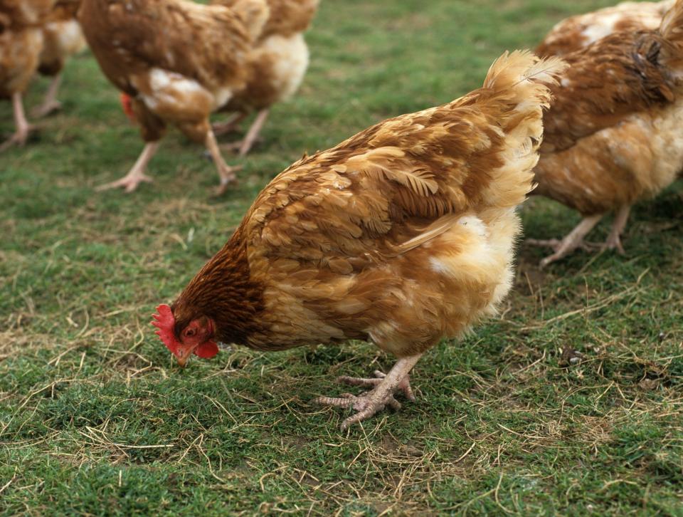  Free range hens have been housed indoors since December