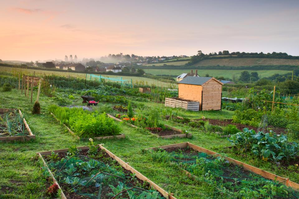  The council's allotment waiting list has now 'disappeared'