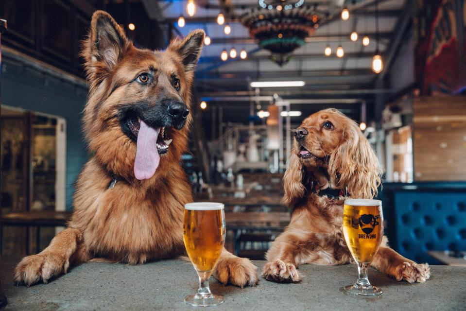  Craft brewery Brewdog are offering their staff a weeks leave after they buy a new puppy