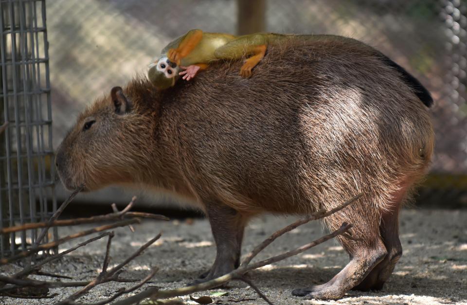  One of the giant rodents carries a monkey on its back