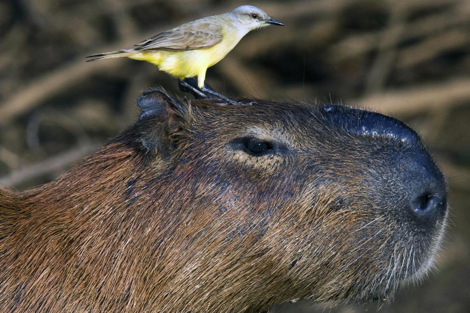  It even allows a bird to rest on its head in this snap taken in the rainforest of Brazil