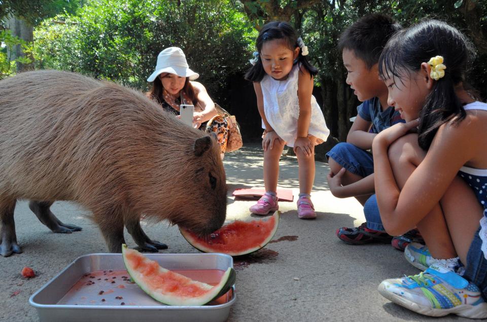  The rodents even prove friendly with humans, with one eating watermelon given to it by children at a Japanese zoo