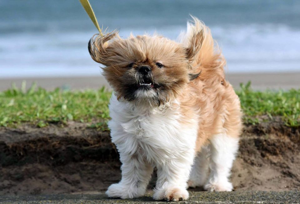  Pups on their daily walk were caught up in the beginning of Storm Doris this afternoon on Seaburn Beach in Sunderland