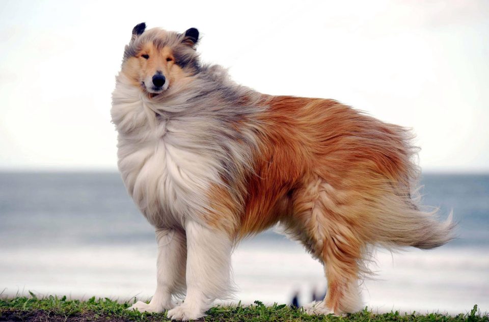  . Prince, a Rough Collie stands windswept in the windy conditions on Seaburn Beach in Sunderland today