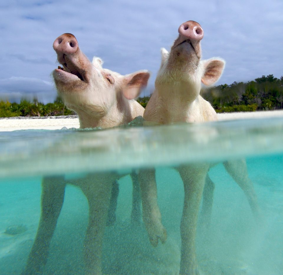 The swimming pigs of the Bahamas are a big tourist attraction 