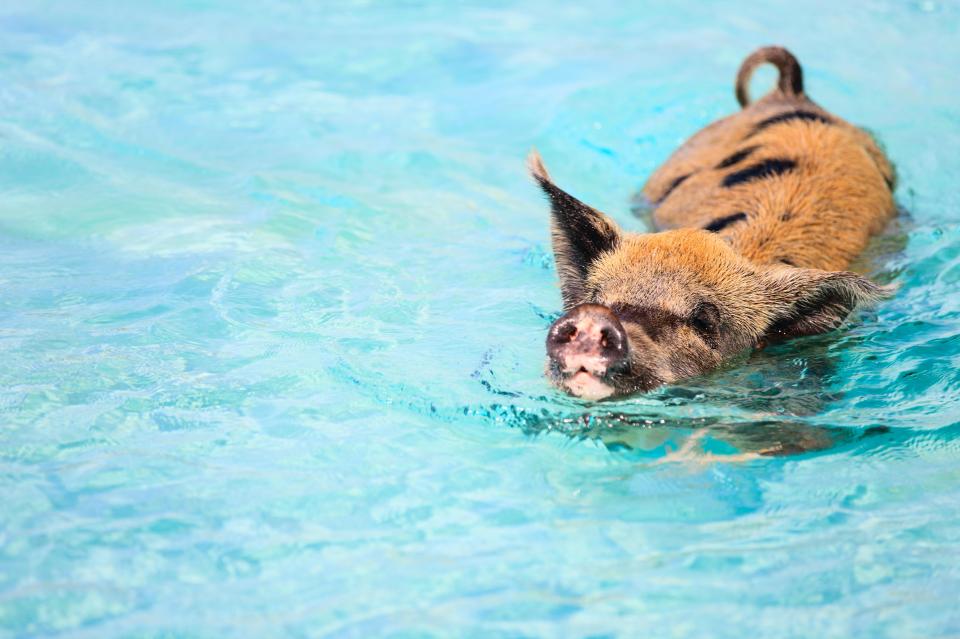 The famous animals live in a colony at Big Major Cay