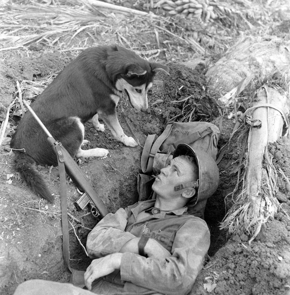  1944: Trained scouting dog peers at a US soldier as he lies in a foxhole during the landing of Guam