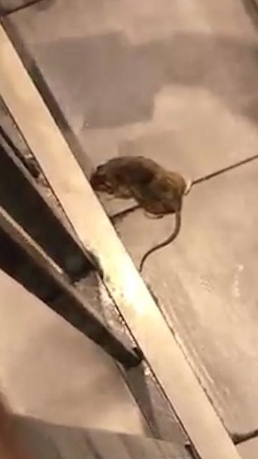  Shocking footage shows the large rodent being killed by a member of staff after running amok in the Reading restaurant