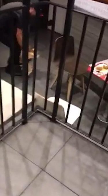  There were nearly a dozen customers in the fast-food joint when the rat was captured running in between tables being chased by staff