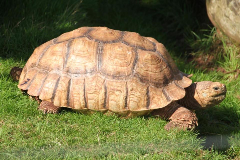  Tortoise Golliath was electrocuted after getting stuck in a fence