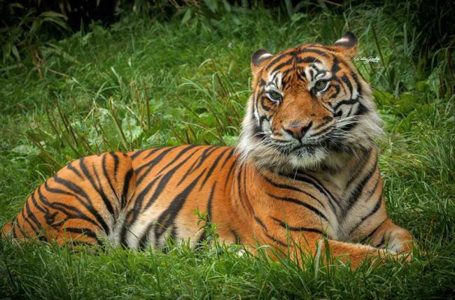  Tiger Padang was culled 3 years after killing keeper