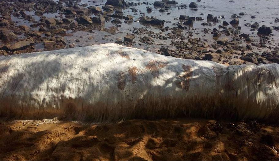  A close-up of the creature shows it has tough skin similar to a sea cow or Duyong