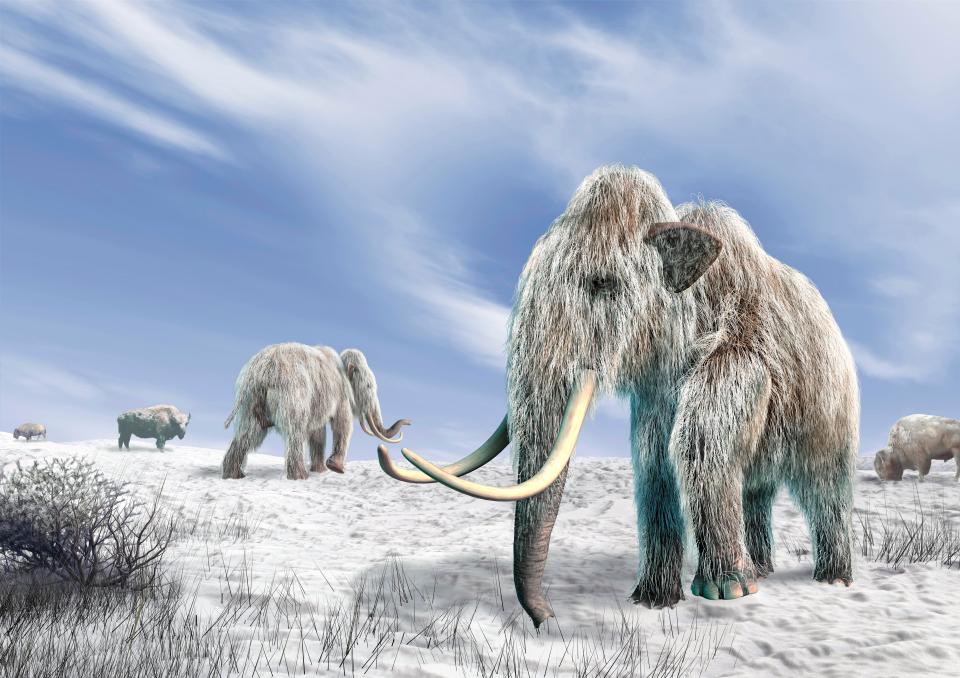  Could we soon see prehistoric woolly mammoths brought back to life?