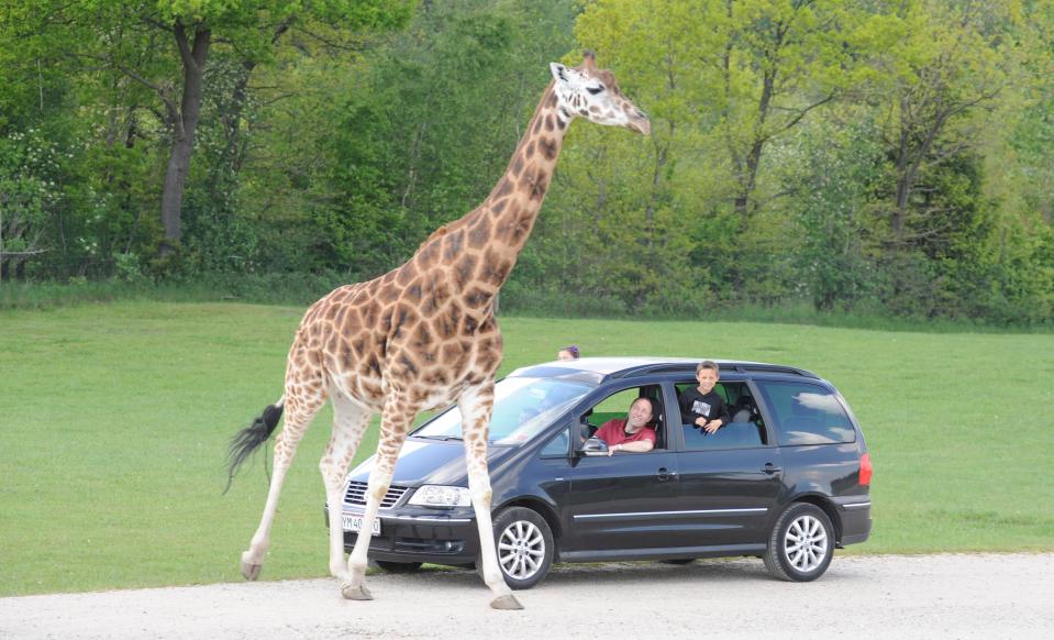  Let's get a girelfie . . . family drive round the zoo to gaze at the animals in their car