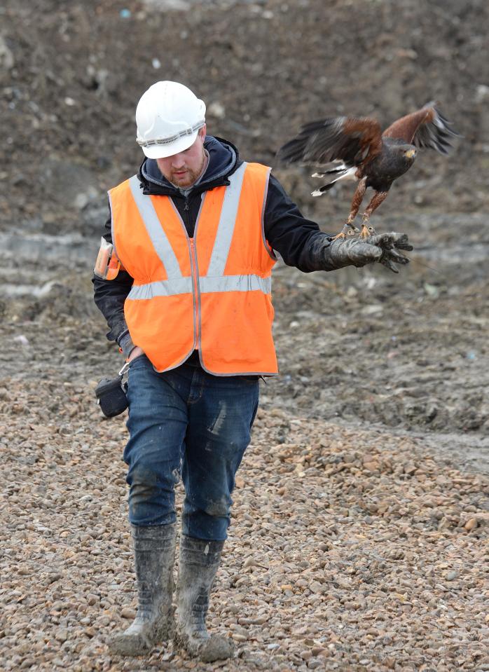 Matt Hoskins at the site of the search with the hawk earlier today