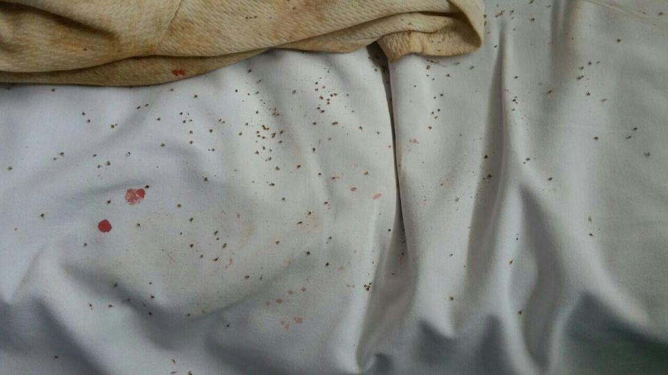  Stingers could be seen covering the bedsheet on which Ms de Jesus was laid