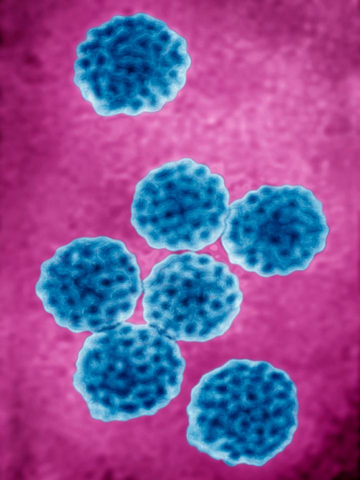 The HPV virus is responsible for most cervical cancers and can be transferred via skin-to-skin contact