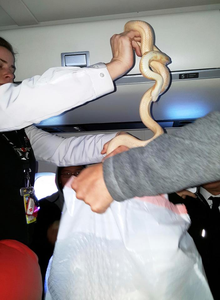  The flight attendant captured the reptile and placed it in a trash bag and stowed it in an overhead luggage compartment