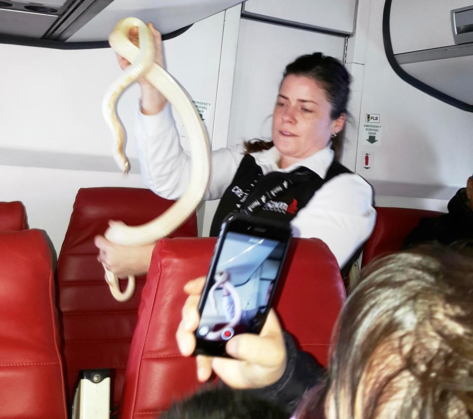  A flight attendant holds a snake found on a Ravn Alaska flight between Aniak, Alaska and Anchorage