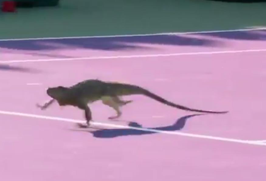 After falling, the iguana darted to the other side of the court