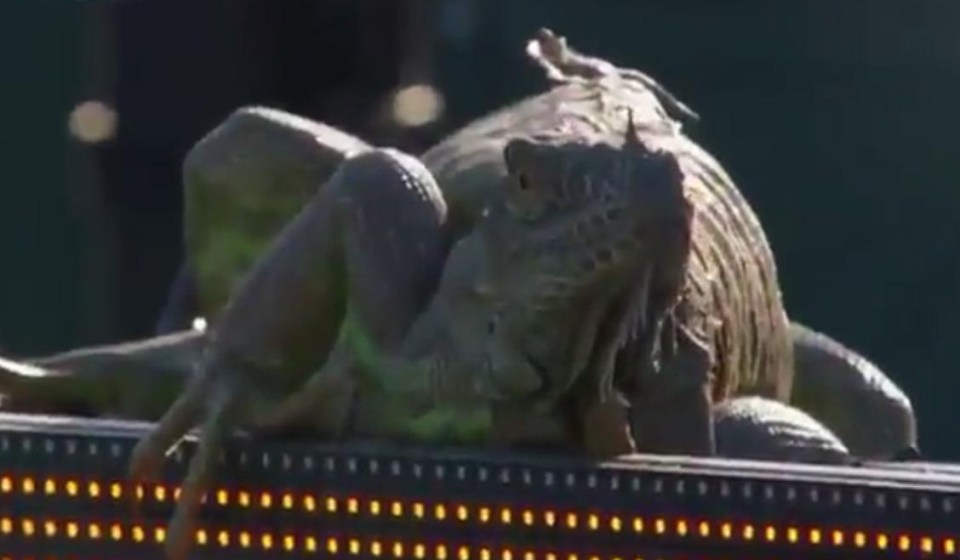 Play was stopped after an iguana perched on a scoreboard