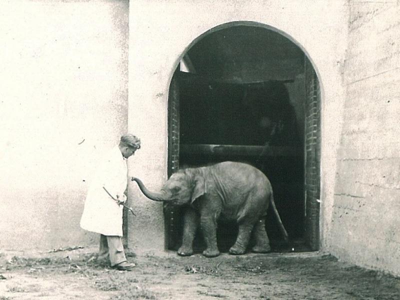  Tuzinka the baby elephant at Warsaw Zoo