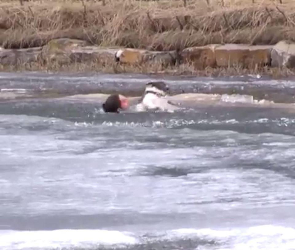  Duncan was caught on camera rescuing his dog Cosmo from drowning