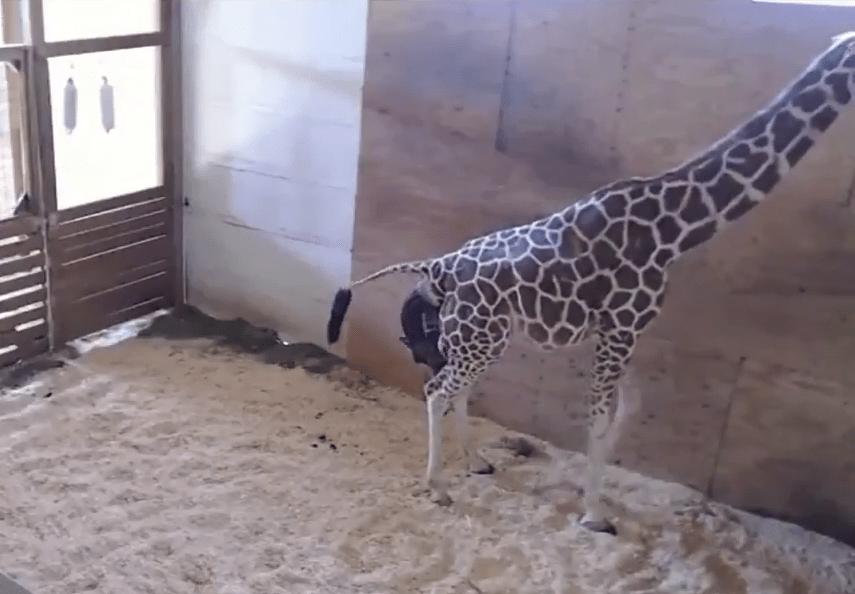  This is the moment April the giraffe gave birth to her calf in New York