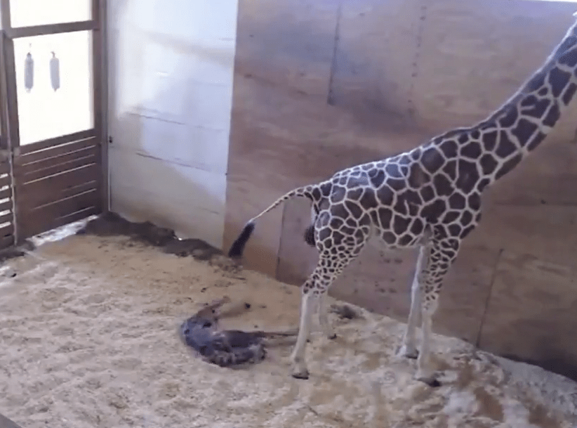  The baby giraffe struggled to its feet around 45 minutes after it was born