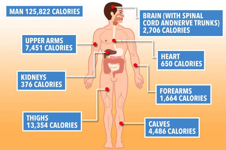  The average male could feed around 60, scientists claim