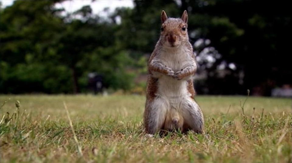  It is even thought a well-endowed squirrel which has appeared in previous series on the BBC before its £75 million move to Channel 4 could also appear in the rebooted version of the show