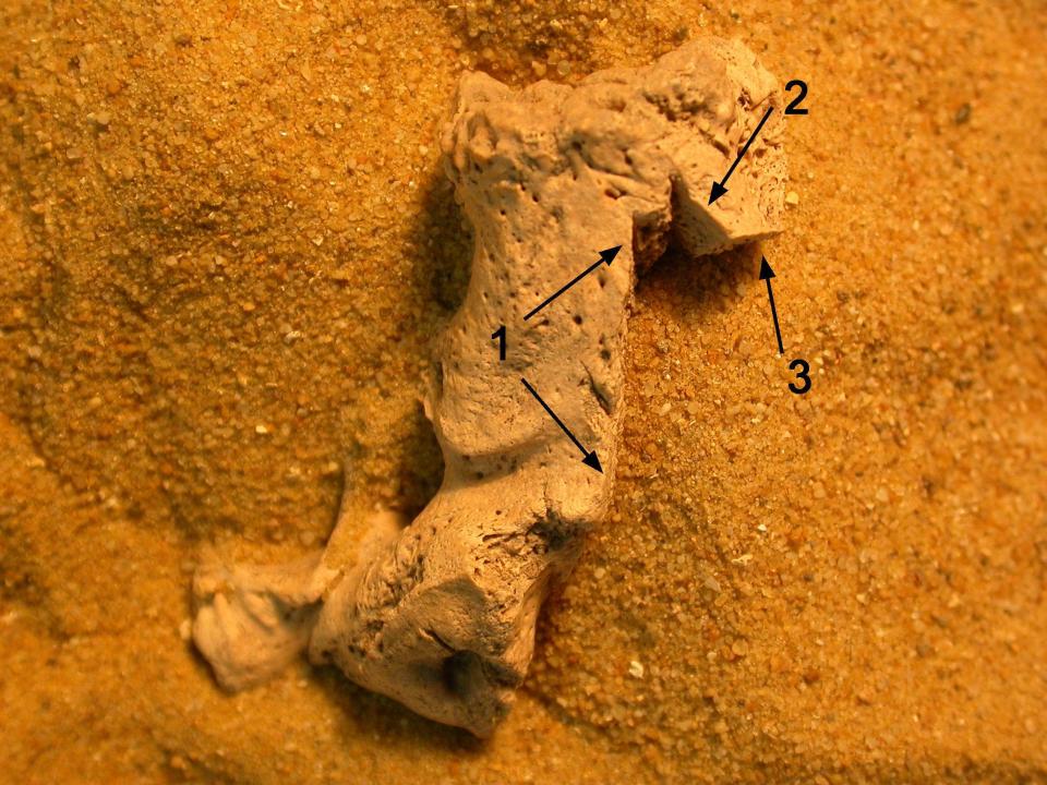  Scientists believe the bodies were mutilated to stop them rising from the grave and this bone shows a number of knife marks