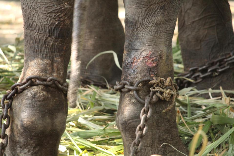  His ankles have been rubbed raw by the shackles