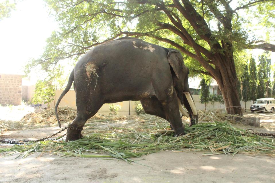  Gajraj is dying in plain sight about 7 mins walk from popular tourist attraction