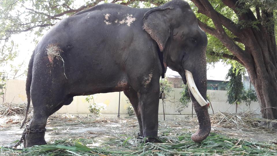  Gajraj has been kept chained as a tourist attraction for decades