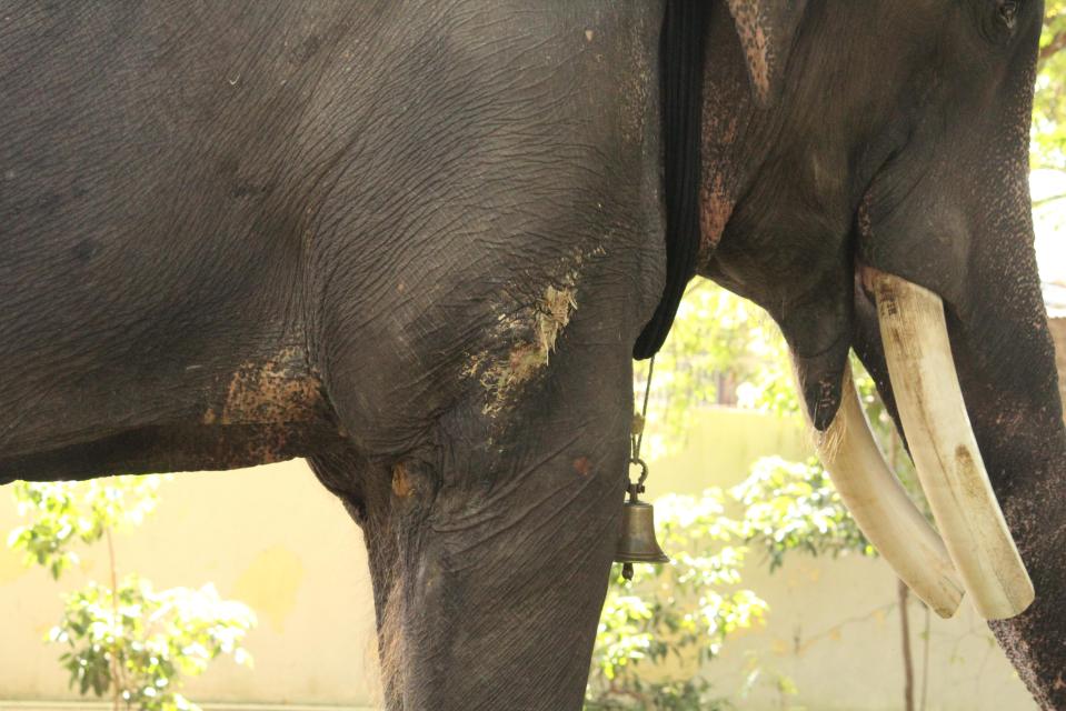  Gajraj has abscesses caused by his chains