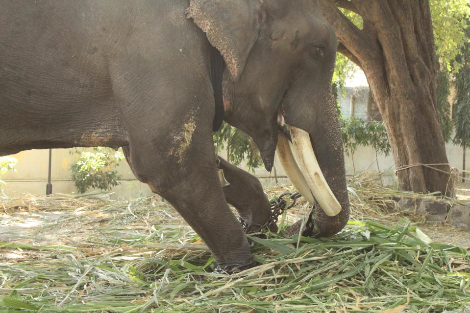  Gajraj goes through the motions of trying to free himself from his chains