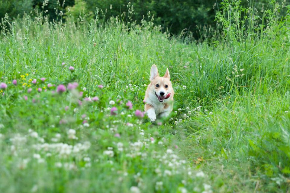  Pets can get hay fever too, and you should take them to the vet if they show any of the symptoms