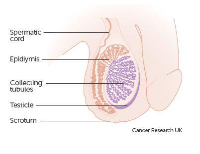  The testicles and scrotum explained