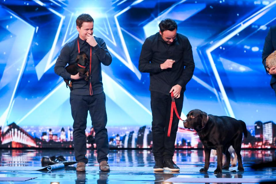  Hurley the labrador was part of a dog yoga act