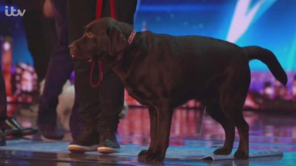  Ant's dog stole the show as he did his business on BGT stage